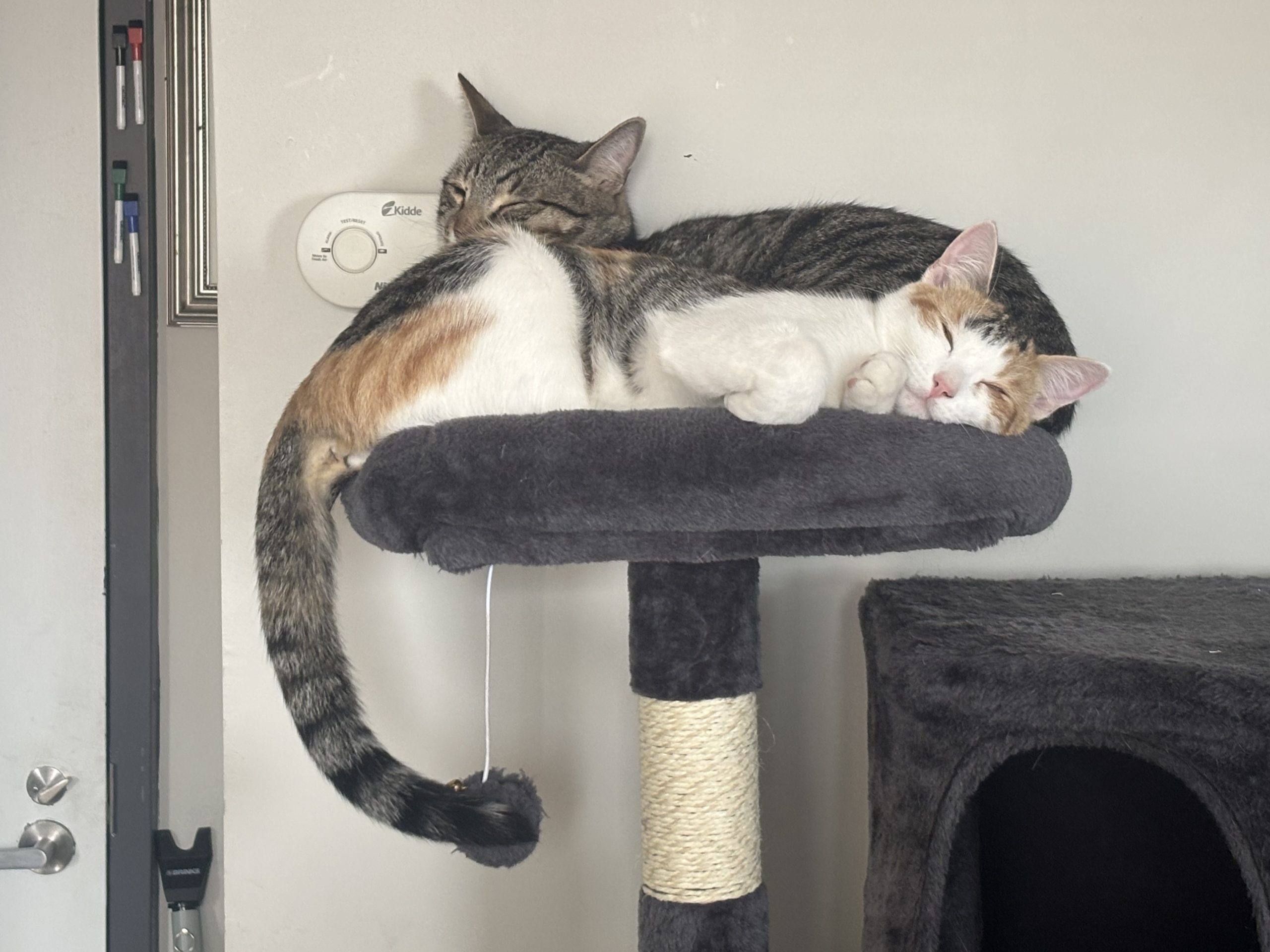 Link & Zelda sleeping on their cat tower in one another's arms